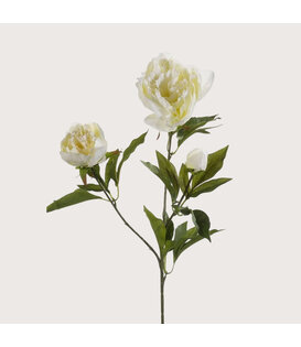 Peony Cream H70