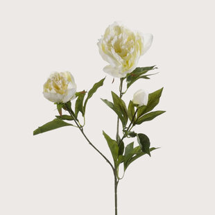 Peony Cream H70