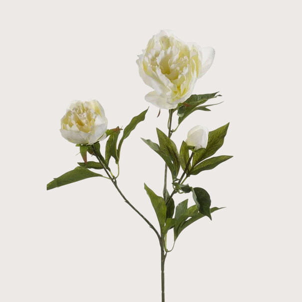 Peony Cream H70