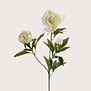Peony Cream H70