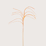 Plum grass Branch Orange D14 H150
