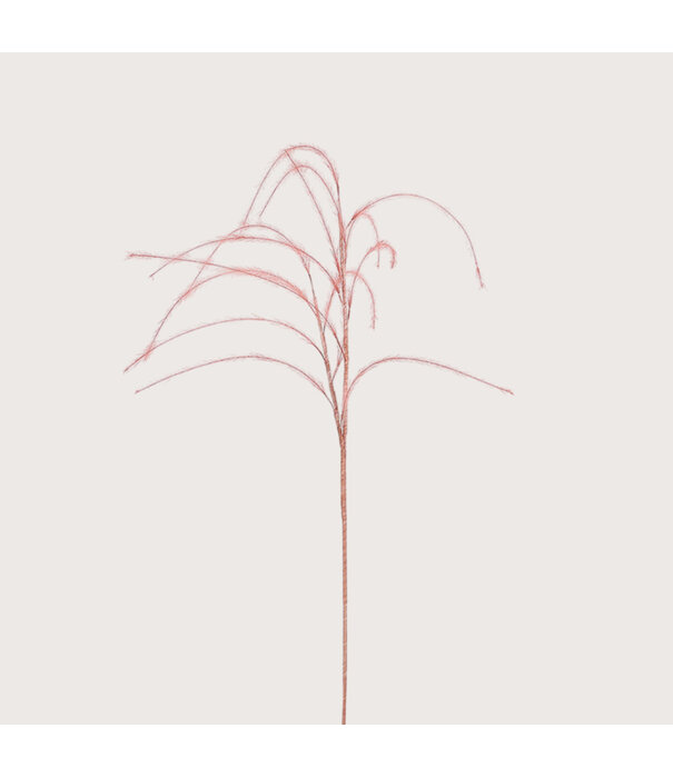 Pluimgras Tak Roze D14 H150