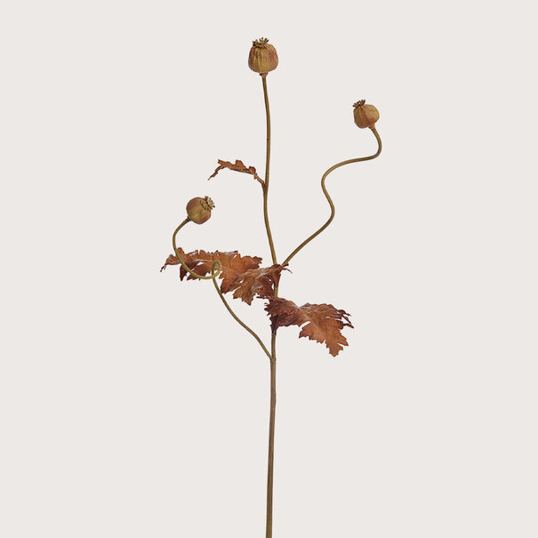 Poppy 3-Tak Bruin H94