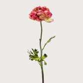 Ranunculus Branch Pink/Green H50