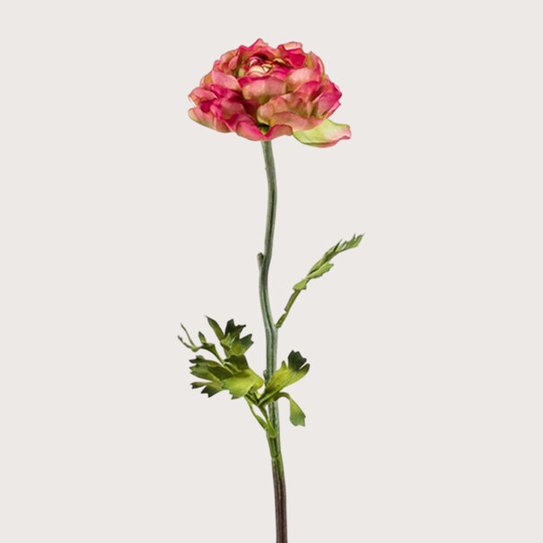 Ranunculus Branch Pink/Green H50