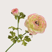 Ranunculus Branch Pink/Green H63