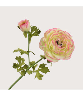 Ranonkel Tak Roze/Groen H63