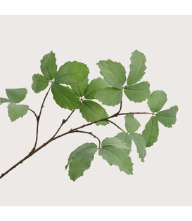 Ribbed Leaf Branch Green H103cm