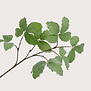 Ribbed Leaf Branch Green H103cm