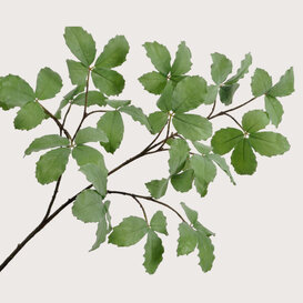Ribbed Leaf Branch Green H157