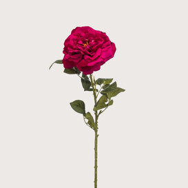 Roos Deluxe Roze H80