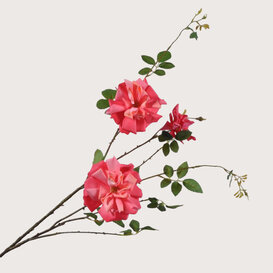 Roos Tak Beauty H116