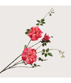 Rose Branch Beauty H116