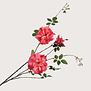 Roos Tak Beauty H116