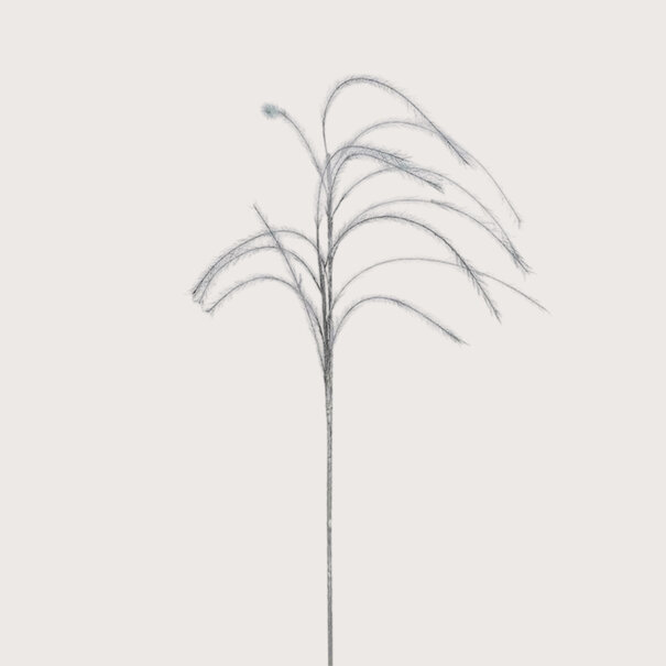 Plum grass Branch Grey D14 H150