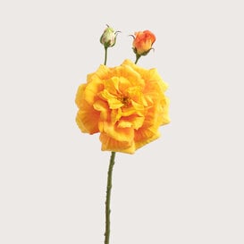 Rose Orange H59