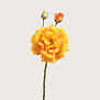 Roos Oranje H59