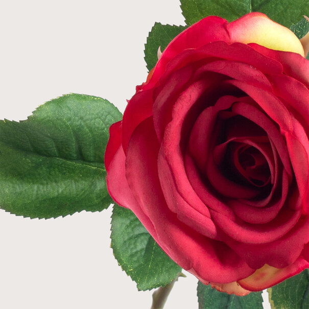 Roos Roze H66