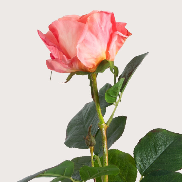 Rose Pink H68