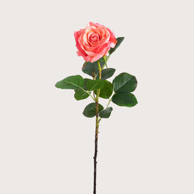 Rose Pink H68