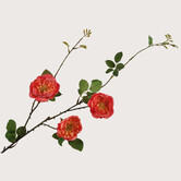 Rose Branch Orange H95