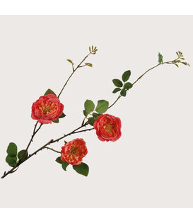 Rose Branch Orange H95