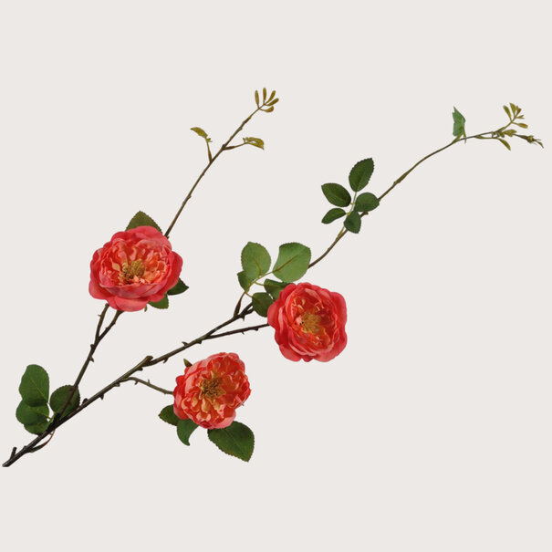 Rose Branch Orange H95