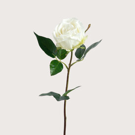Rose White H53