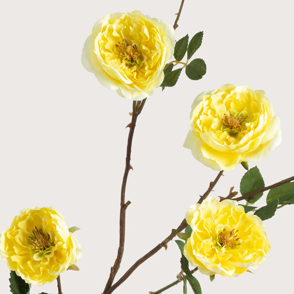Rose Branch Yellow H116