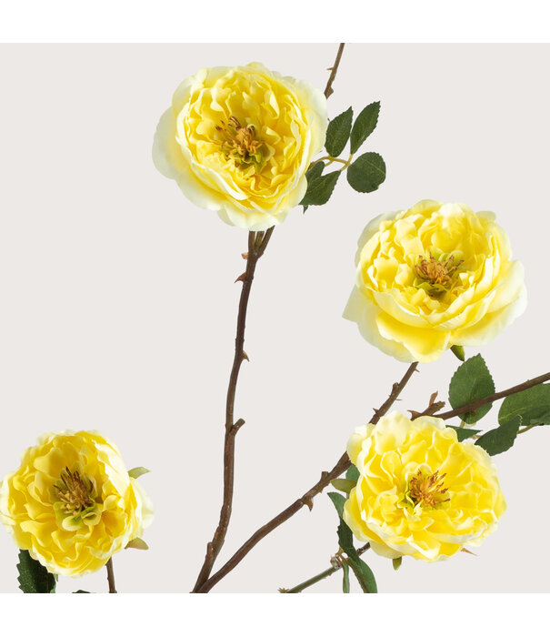 Rose Branch Yellow H116