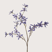 Schefflera Mini Blue H123
