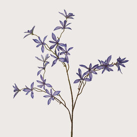 Schefflera Mini Blue H123