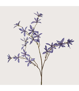 Schefflera Mini Blauw H123