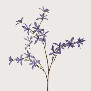 Schefflera Mini Blauw H123