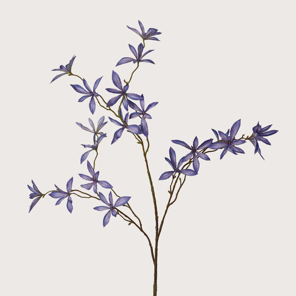 Schefflera Mini Blauw H123