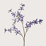 Schefflera Mini Blauw H123