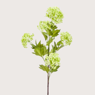 Snowball Branch Green H85