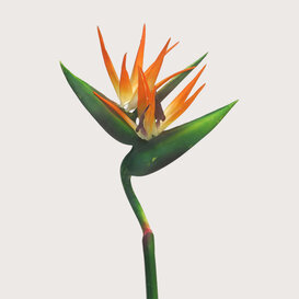 Strelitzia Branch Orange H130