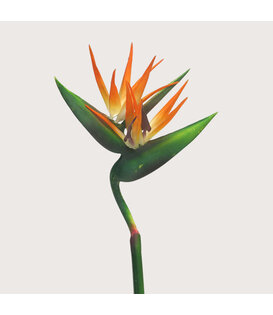 Strelitzia Branch Orange H130