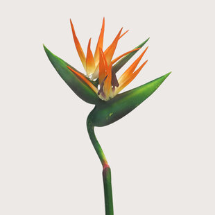 Strelitzia Branch Orange H130