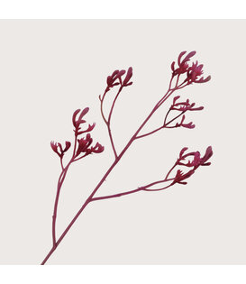 Tak Kangoeroepoot Fuchsia H72