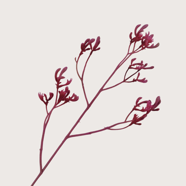Tak Kangoeroepoot Fuchsia H72