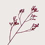 Tak Kangoeroepoot Fuchsia H72