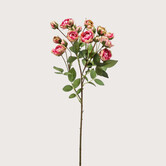 Trosroos Roze H57