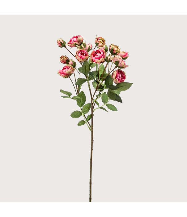 Tropical Rose Pink H57