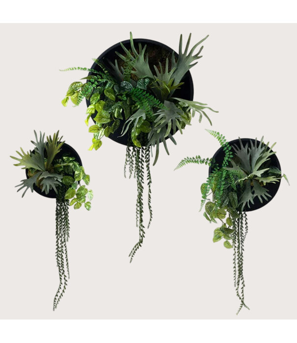 Janus Zwart/Groen D50