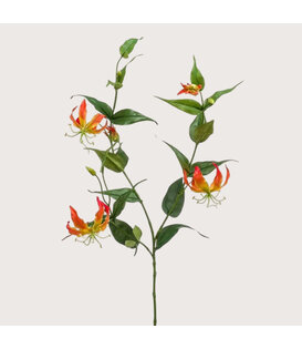 Gloriosa Tak Oranje H120