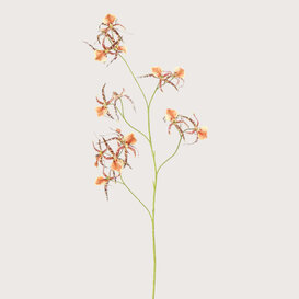 Spider Orchidee Amber H111