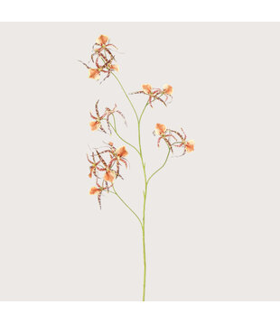 Spider Orchid Amber H111