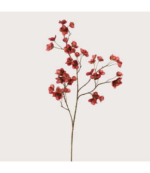 Hellebore Mini Massala H105